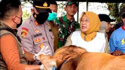 Pemkab Lamongan Pastikan Hewan Kurban Sehat Jelang Idul Adha 1446 H