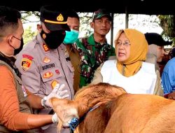 Pemkab Lamongan Pastikan Hewan Kurban Sehat Jelang Idul Adha 1446 H
