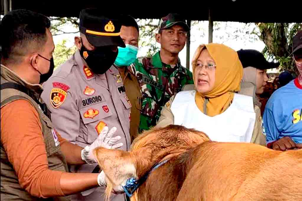 Pemkab lamongan pastikan hewan kurban sehat jelang idul adha 1446 h
