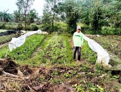 Cuaca Kabupaten Lamongan: Antisipasi Petani Tembakau untuk Menghindari Kerugian