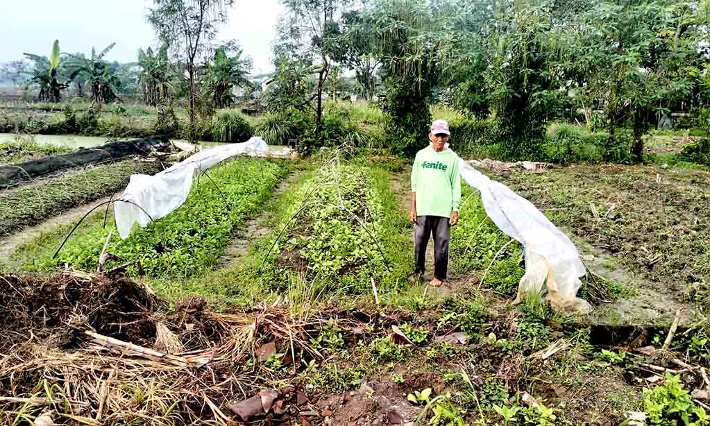 Petani lamongan resah, anomali cuaca mengancam masa tanam