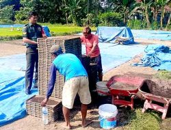 Babinsa Koramil Kwadungan dan Poktan Luncurkan Inovasi Benih Padi Sistem Tunggal