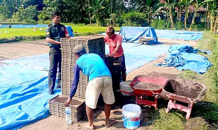 Babinsa koramil kwadungan dan poktan luncurkan inovasi benih padi sistem tunggal