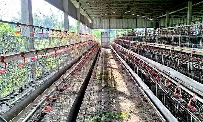 Bantuan ternak kemendes di jombang tuai kritik, komisi a soroti pengelolaan bumdesma denanyar