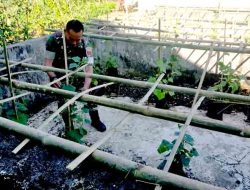 Dandim 1426/Takalar Tegaskan Peran Babinsa dalam Ketahanan Pangan Lewat Pemanfaatan Lahan Pekarangan