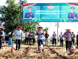 Dukung Ketahanan Pangan, Polres Ngawi Tanam Jagung di Lahan Baku Sawah Kendal