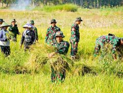 Dukung Program Ketahanan Pangan, Satgas TMMD 125 Bojonegoro Panen Padi Bersama Poktan