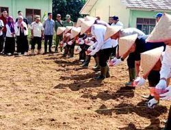 Kejari Mesuji Motori Gerakan Tanam Jagung Serentak Bersama Forkompinda Kabupaten Mesuji