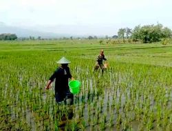 Komitmen Dukung Ketahanan Pangan Babinsa Koramil Karanganyar Aktif Bantu Petani