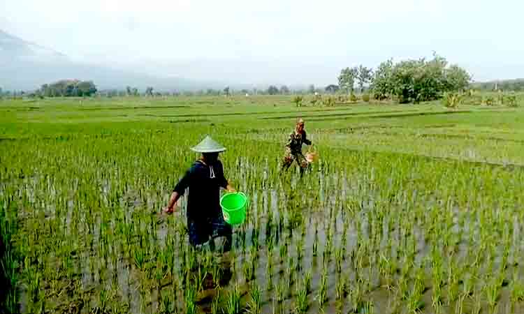 Komitmen dukung ketahanan pangan babinsa koramil karanganyar aktif bantu petani