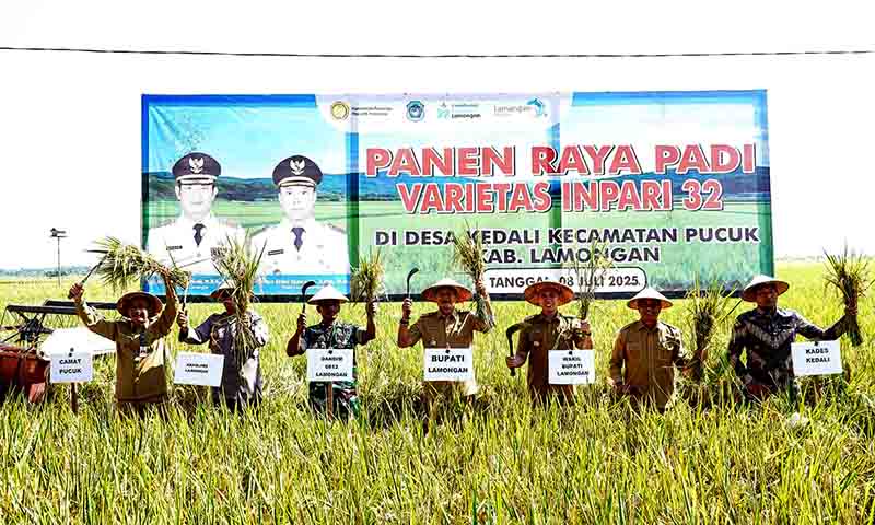 Panen raya kedua di lamongan catat harga gabah tertinggi, bupati optimis capai swasembada pangan