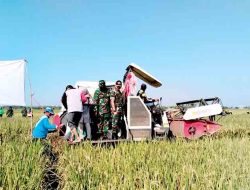 Babinsa Koramil Kembangbahu Dampingi Petani Panen Padi, Dorong Swasembada Pangan di Lamongan