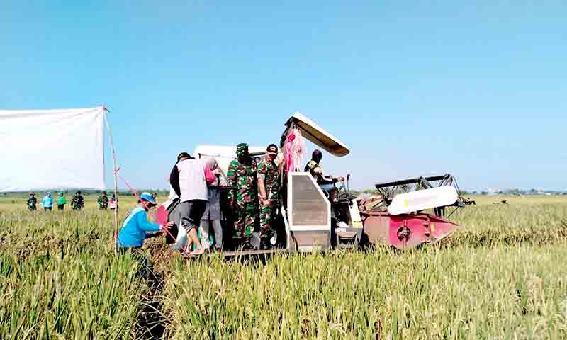 Wujud swasembada pangan babinsa koramil 0812 05 kembangbahu 2