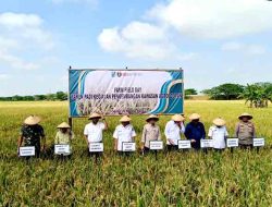 Dukung Swasembada Pangan, Polisi Ngawi Hadiri Panen Padi di Desa Dempel