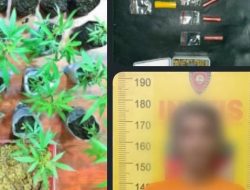 Polres Malang Berhasil Amankan Bandar Sabu Miliki Kebun Ganja di Tumpang