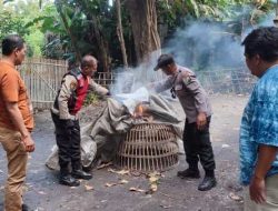 Tindaklanjuti Laporan Warga Polisi Bongkar Arena Sabung Ayam di Sidoarjo