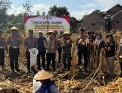 Menuju Swasembada Pangan, Kapolres Trenggalek Bersama Warga Panen Raya Jagung