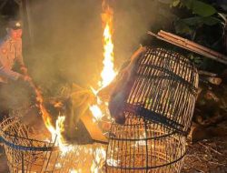 Polisi Bongkar Dua Lokasi Arena Judi Sabung Ayam di Malang
