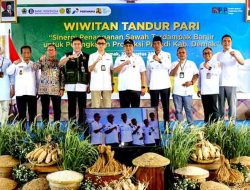 Normalisasi Sungai di Demak Pulihkan Ratusan Hektare Sawah, Petani Kembali Menanam Padi