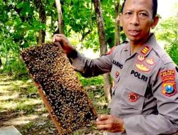 Sosok AKP Karno Kapolsek Kedunggalar Peternak Lebah Madu