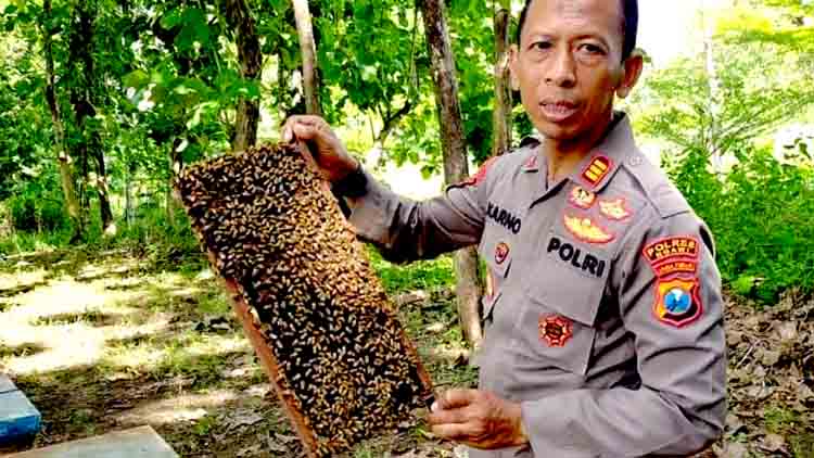 Sosok akp karno kapolsek kedunggalar peternak lebah madu 2