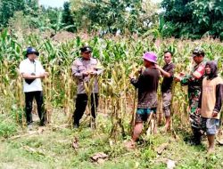 Babinsa Bringin Bersama PPL Gelar Komsos dengan Masyarakat di Area Persawahan