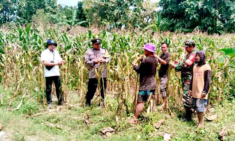 Babinsa bringin bersama ppl gelar komsos