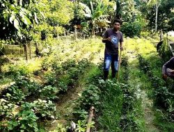 Dari Polisi ke Petani Nilam: Kolaborasi Lintas Generasi Bangkitkan Ekonomi Kampung di Takalar