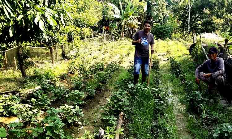 Dari senjata ke cangkul