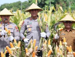 Perkuat Ketahanan Pangan Polres Blitar Kota bersama Forkopimda Panen Raya Jagung Kuartal III