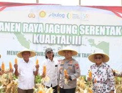 Swasembada Pangan, Kapolres Kediri Ikuti Panen Raya Jagung Kuartal III di Ngasem