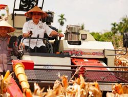 Panen Raya Kuartal III Polri Hasilkan 751 Ribu Ton Jagung, Bukti Nyata Dukung Swasembada Pangan