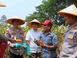Dukung Swasembada Pangan Nasional Polresta Malang Kota Targetkan Lahan 26,35 Hektar untuk Kuartal IV