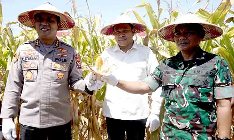 Panen raya jagung di sidoarjo