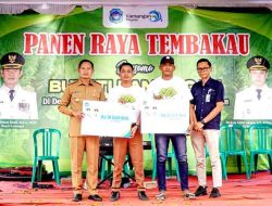 Panen Raya Tembakau di Sambeng: Bupati Lamongan Apresiasi Ketangguhan Petani Hadapi Kemarau Basah