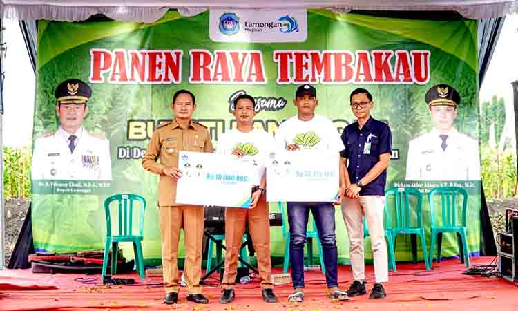 Panen raya tembakau di sambeng