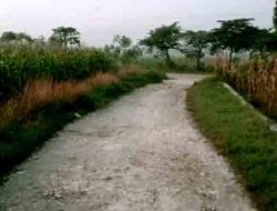 Tanpa rotan, akar pun jadi 