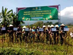 Babinsa Lakukan Pendampingan Panen raya jagung serentak Bersama Forpincam Kecamatan Sine