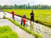 Dukung Ketahanan Pangan, Babinsa Bantu Petani Tanam Padi