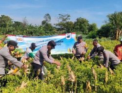 Wujudkan Program Ketahanan Pangan Polres Probolinggo Bersama Kelompok Tani Panen Jagung di Bantaran