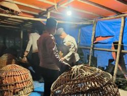 Polres Lamongan Bongkar Arena Judi Sabung Ayam di Dua Lokasi