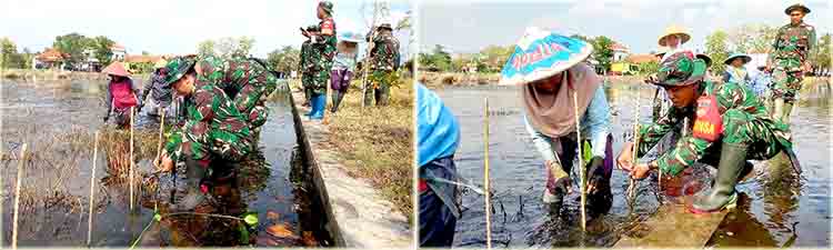 Kasdim pemalang hadiri penanaman mangrove serentak 3