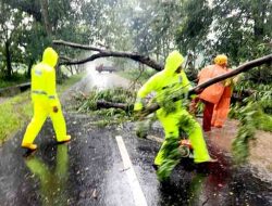 Respon Cepat Polisi dan BPBD Evakuasi Pohon Tumbang, Jalur Magetan – Bendo Kembali Lancar