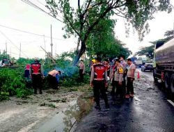 Polres Lamongan Tanggap Bencana: Evakuasi Pohon Tumbang di Sukodadi Lancar dan Kondusif