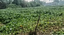 Masyarakat Bengawan Jeroh Keluhkan Enceng Gondok, Pemerintah Diminta Bertindak Tegas