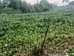 Masyarakat Bengawan Jeroh Keluhkan Enceng Gondok, Pemerintah Diminta Bertindak Tegas