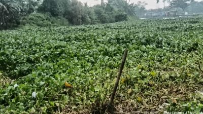 Enceng Gondok Jadi Momok Tahunan, Masyarakat Bengawan Jeroh Desak Penanganan