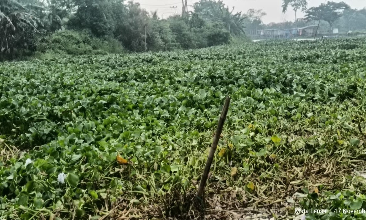 Enceng Gondok Jadi Momok Tahunan, Masyarakat Bengawan Jeroh Desak Penanganan