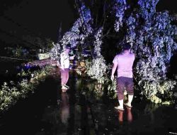 Respon cepat Muspika Glagah Menangani Pohon Tumbang Akibat Hujan Deras Dan Angin Puting Beliung