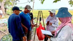 Ubinan Padi Inpari 32 di Desa Kebaron: Petani Prediksi Panen Capai 9,5 Ton per Hektar